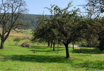 Bäume auf einer Streuobstwiese mit Schnittgut.
