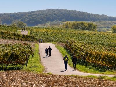 Die Weinberge im Südwesten Wieslochs laden zum Wandern ein.