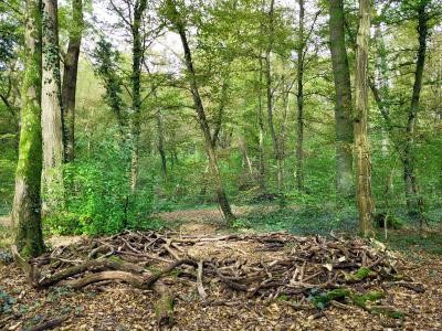 Kunstvoll zu einem Kreis geschichtetes Totholz im Wieslocher Dämmelwald.