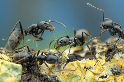 Großaufnahme mehrerer Ameisen der Art Tapinoma magnus.