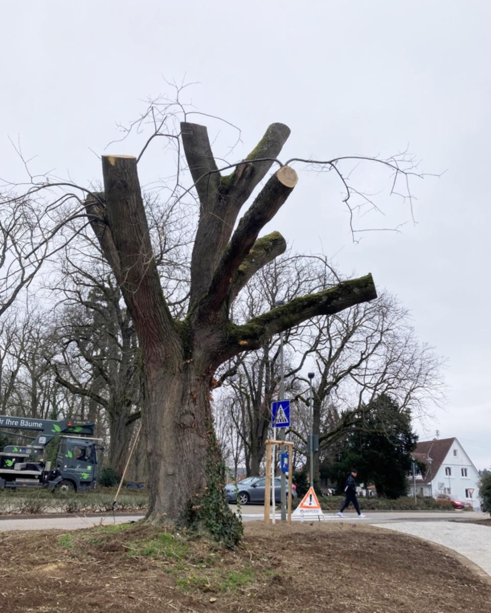 Zu einem Torso zurückgeschnittener Baum.