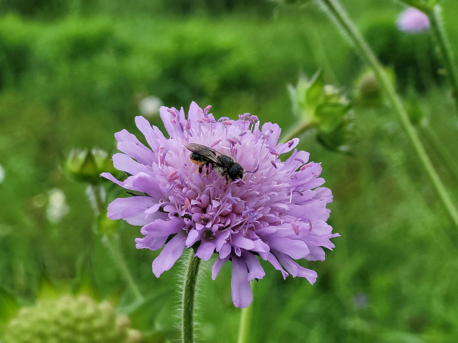 Wildbiene sammelt Nektar auf einer Wiesenblume.