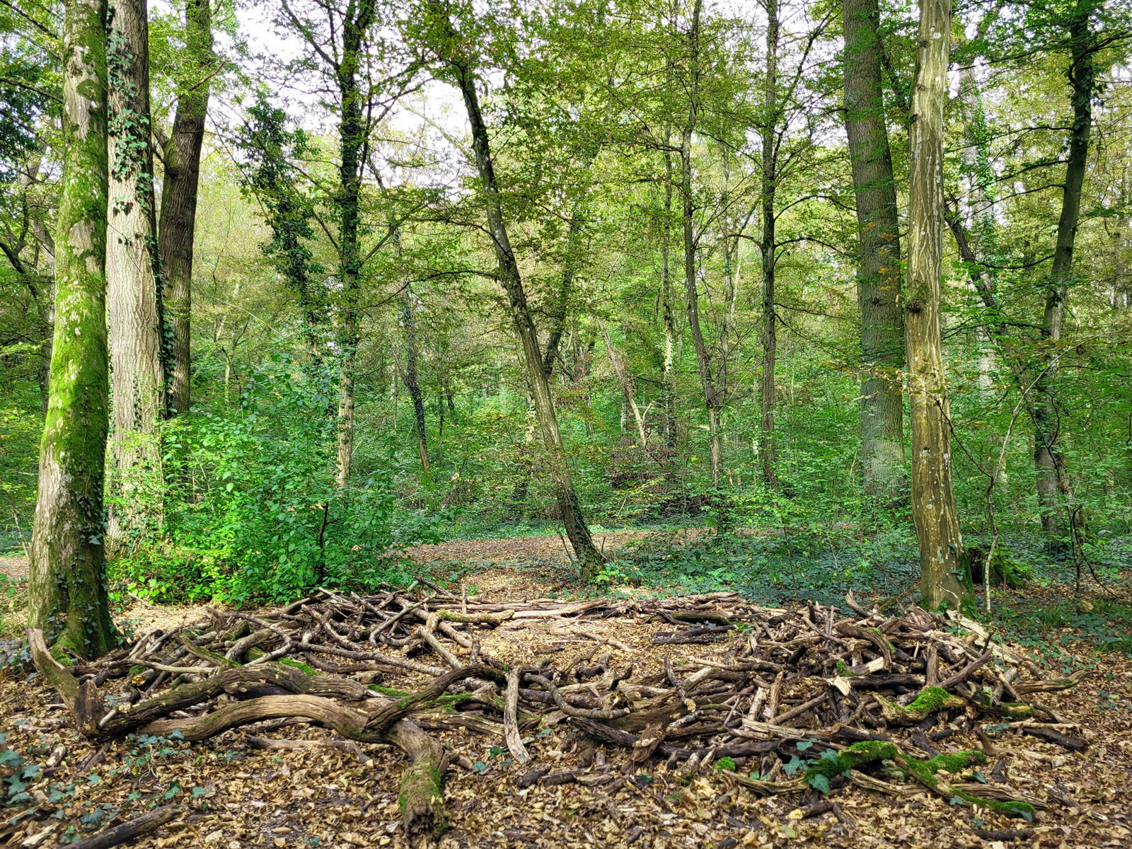 Kunstvoll zu einem Kreis geschichtetes Totholz im Wieslocher Dämmelwald.