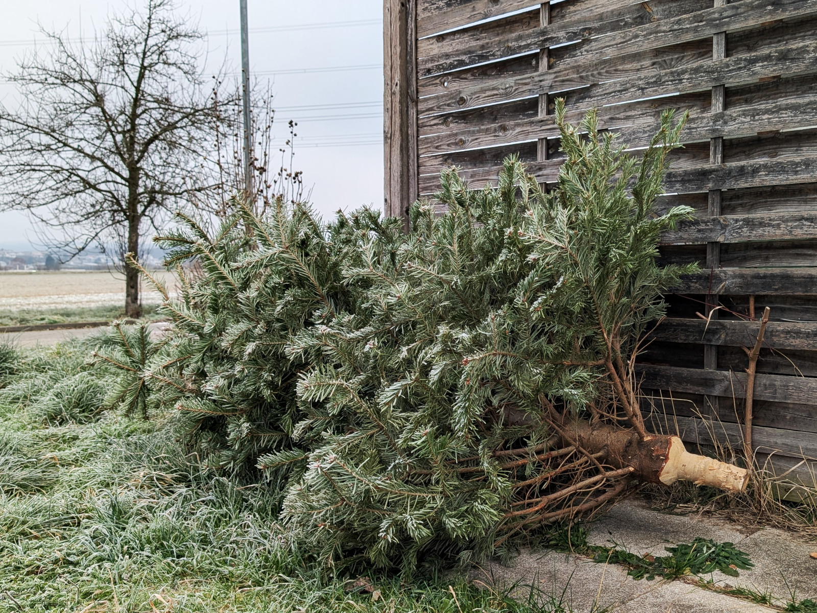 Abgeschmückter Christbaum liegt am Straßenrand.