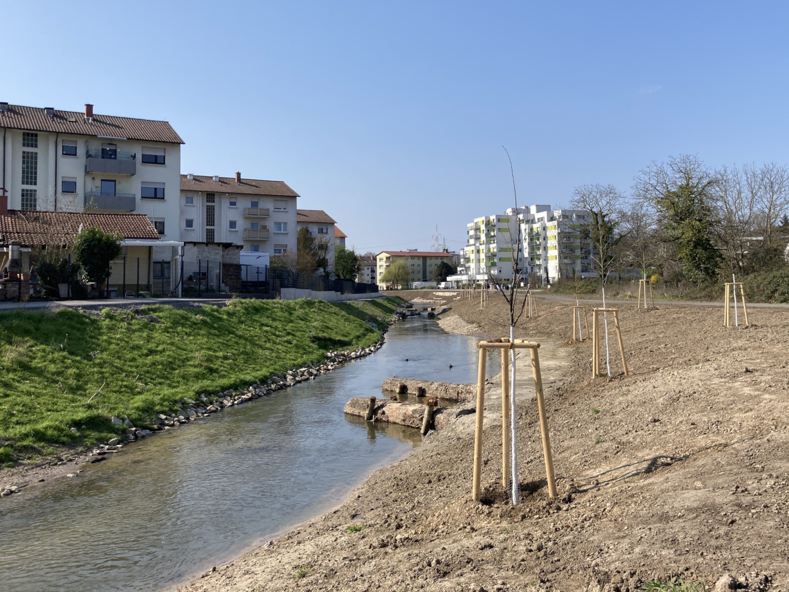 Zahlreiche neu gepflanzte Bäume säumen den Leimbach.