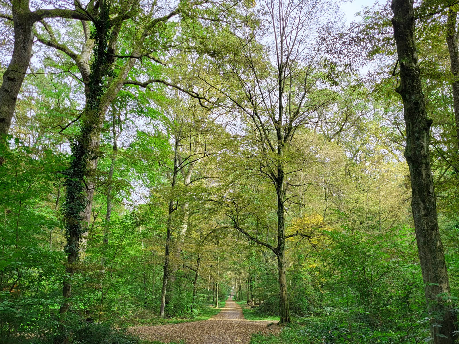 An heißen Tagen lädt der Dämmelwald zum Spazierengehen ein.