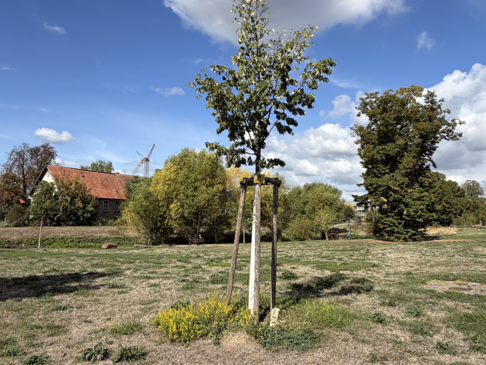 Jungbaum mit Dreibock als Windschutz auf einer trockenen Rasenfläche. 