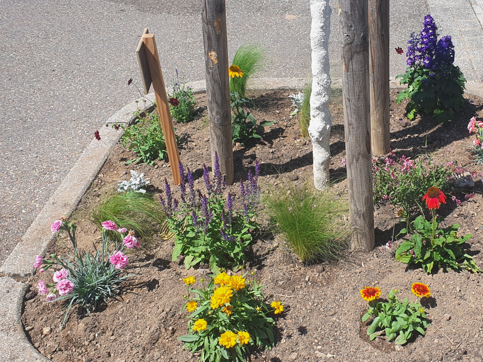 Baumscheibe, bepflanzt mit bunt blühenden Stauden.